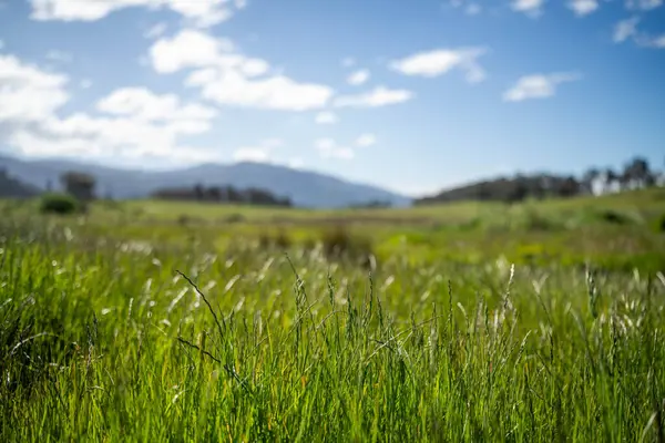 Bir çiftlikteki çim tarlasında bir kamyon. Taşrada, Avustralya 'nın taşrasında toprak bir yolda giderken bir çiftlikteki bir kamyonda.