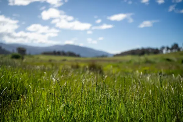 Yenilenebilir tarım çiftliğinde yemyeşil, uzun otlaklar. Lush Green Australian Farm Pasture 'a park edilmiş bir kamu aracı. Kırsal Taşımacılık ve Tarım İşlemleri Temsilcisi 
