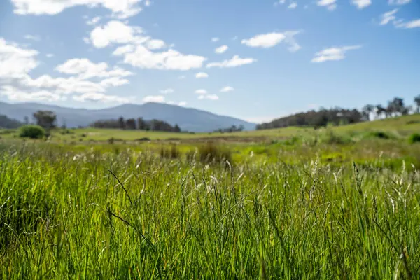 Yenilenebilir tarım çiftliğinde yemyeşil, uzun otlaklar. Lush Green Australian Farm Pasture 'a park edilmiş bir kamu aracı. Kırsal Taşımacılık ve Tarım İşlemleri Temsilcisi 