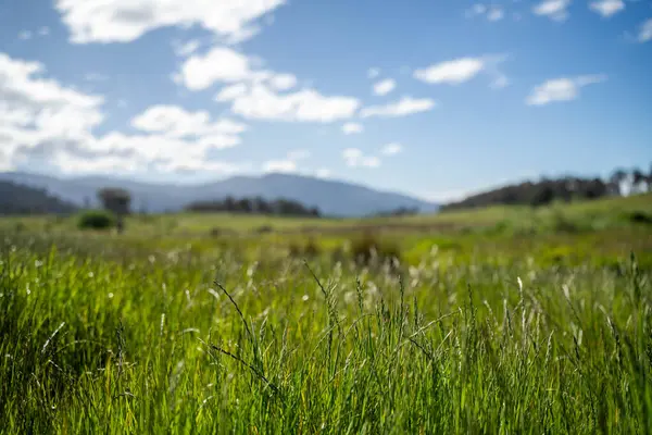 Altın Avustralya Çiftliği, yemyeşil çimleri, tarlada inekleri, sakızlı manzarası var. Geniş Kırsal Araziler ve Avustralya 'da sürdürülebilir yenilenebilir tarım için ilkbaharda