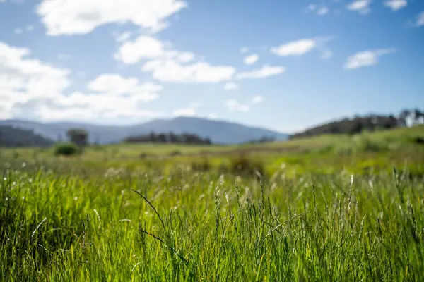 Green Pasture çiftliği sürdürülebilir tarım yapıyor Avustralya 'da yenilenebilir çiftliğin geleceği. Sağlıklı Toprak Yönetimi, Çevre Yönetimi ve Kırsal Peyzaj Gösterimi