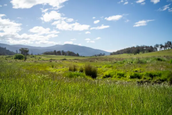Altın Avustralya Çiftliği, yemyeşil çimleri, tarlada inekleri, sakızlı manzarası var. Geniş Kırsal Araziler ve Avustralya 'da sürdürülebilir yenilenebilir tarım için ilkbaharda