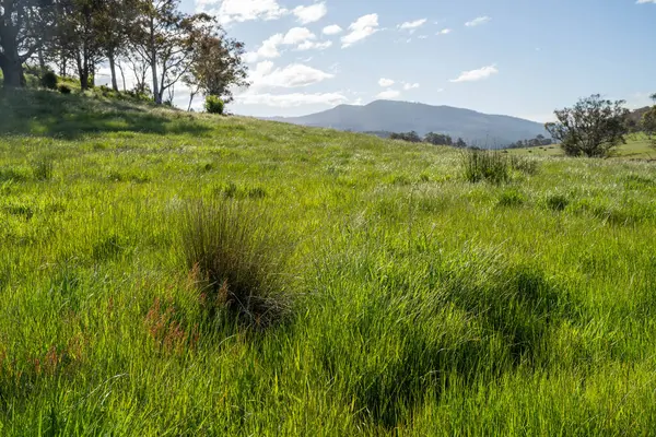 Green Pasture çiftliği sürdürülebilir tarım yapıyor Avustralya 'da yenilenebilir çiftliğin geleceği. Sağlıklı Toprak Yönetimi, Çevre Yönetimi ve Kırsal Peyzaj Gösterimi