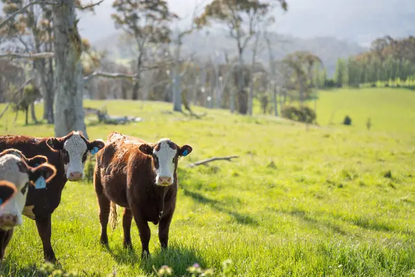 Avustralya 'daki güzel sığırlar ot yer, otlakta otlarlar. Tarımsal bir çiftlikte yetiştirilen sığır sürüsü. İlkbaharda sürdürülebilir tarım