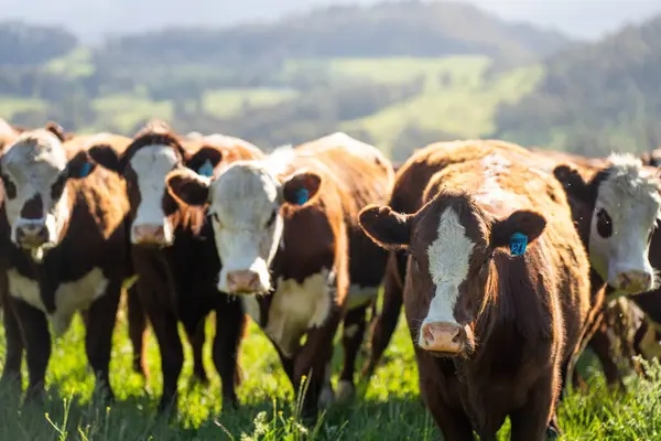 Avustralya 'daki güzel sığırlar ot yer, otlakta otlarlar. Tarımsal bir çiftlikte yetiştirilen sığır sürüsü. İlkbaharda sürdürülebilir tarım