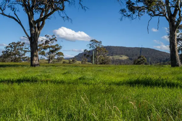 Green Pasture çiftliği sürdürülebilir tarım yapıyor Avustralya 'da yenilenebilir çiftliğin geleceği. Sağlıklı Toprak Yönetimi, Çevre Yönetimi ve Kırsal Peyzaj Gösterimi