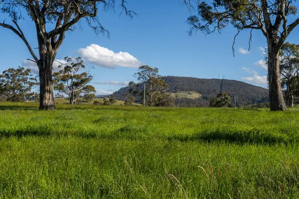 Altın Avustralya Çiftliği, yemyeşil çimleri, tarlada inekleri, sakızlı manzarası var. Geniş Kırsal Araziler ve Avustralya 'da sürdürülebilir yenilenebilir tarım için ilkbaharda