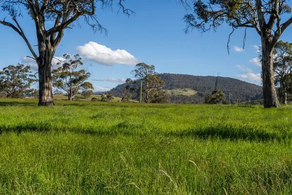 Green Pasture çiftliği sürdürülebilir tarım yapıyor Avustralya 'da yenilenebilir çiftliğin geleceği. Sağlıklı Toprak Yönetimi, Çevre Yönetimi ve Kırsal Peyzaj Gösterimi
