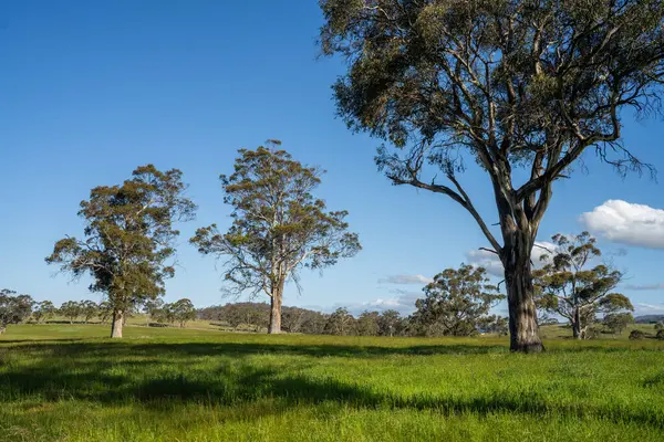 Green Pasture çiftliği sürdürülebilir tarım yapıyor Avustralya 'da yenilenebilir çiftliğin geleceği. Sağlıklı Toprak Yönetimi, Çevre Yönetimi ve Kırsal Peyzaj Gösterimi
