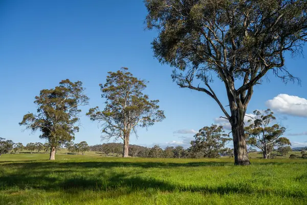 Altın Avustralya Çiftliği, yemyeşil çimleri, tarlada inekleri, sakızlı manzarası var. Geniş Kırsal Araziler ve Avustralya 'da sürdürülebilir yenilenebilir tarım için ilkbaharda