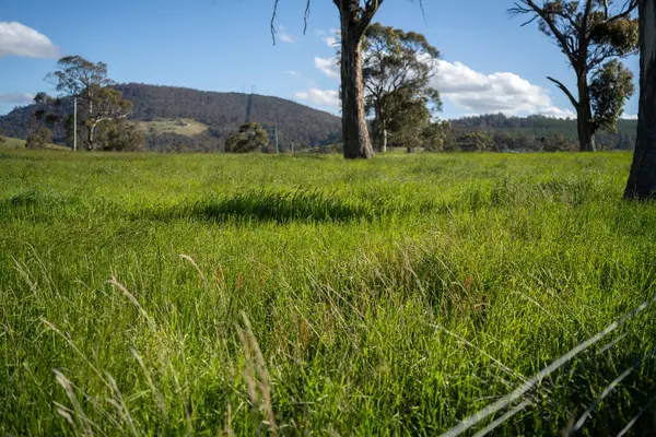 Green Pasture çiftliği sürdürülebilir tarım yapıyor Avustralya 'da yenilenebilir çiftliğin geleceği. Sağlıklı Toprak Yönetimi, Çevre Yönetimi ve Kırsal Peyzaj Gösterimi