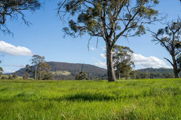 Green Pasture çiftliği sürdürülebilir tarım yapıyor Avustralya 'da yenilenebilir çiftliğin geleceği. Sağlıklı Toprak Yönetimi, Çevre Yönetimi ve Kırsal Peyzaj Gösterimi