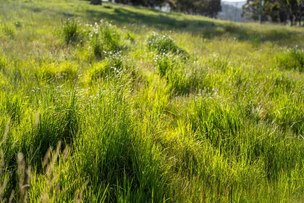 Green Pasture çiftliği sürdürülebilir tarım yapıyor Avustralya 'da yenilenebilir çiftliğin geleceği. Sağlıklı Toprak Yönetimi, Çevre Yönetimi ve Kırsal Peyzaj Gösterimi