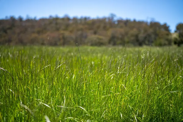 Green Pasture çiftliği sürdürülebilir tarım yapıyor Avustralya 'da yenilenebilir çiftliğin geleceği. Sağlıklı Toprak Yönetimi, Çevre Yönetimi ve Kırsal Peyzaj Gösterimi