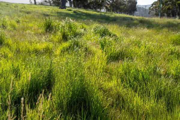 Yenileyici organik çiftçi, ot dokusu örnekleri alıyor ve bir çiftlikteki bitki gelişimine bakıyor. Bir çiftlikte sürdürülebilir tarım uygulaması