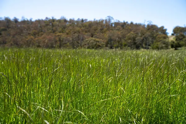 Yenileyici organik çiftçi, ot dokusu örnekleri alıyor ve bir çiftlikteki bitki gelişimine bakıyor. Bir çiftlikte sürdürülebilir tarım uygulaması