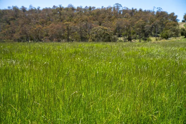 Yenileyici organik çiftçi, ot dokusu örnekleri alıyor ve bir çiftlikteki bitki gelişimine bakıyor. Bir çiftlikte sürdürülebilir tarım uygulaması