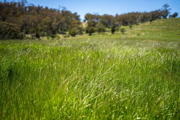 Green Pasture çiftliği sürdürülebilir tarım yapıyor Avustralya 'da yenilenebilir çiftliğin geleceği. Sağlıklı Toprak Yönetimi, Çevre Yönetimi ve Kırsal Peyzaj Gösterimi