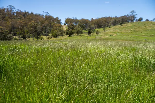 Green Pasture çiftliği sürdürülebilir tarım yapıyor Avustralya 'da yenilenebilir çiftliğin geleceği. Sağlıklı Toprak Yönetimi, Çevre Yönetimi ve Kırsal Peyzaj Gösterimi