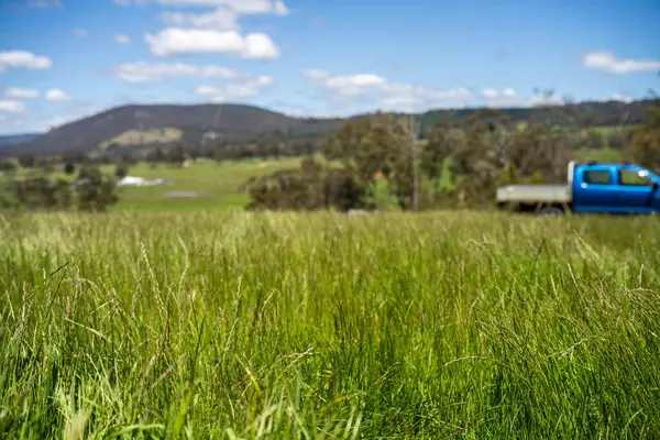 Yenileyici organik çiftçi, ot dokusu örnekleri alıyor ve bir çiftlikteki bitki gelişimine bakıyor. Bir çiftlikte sürdürülebilir tarım uygulaması