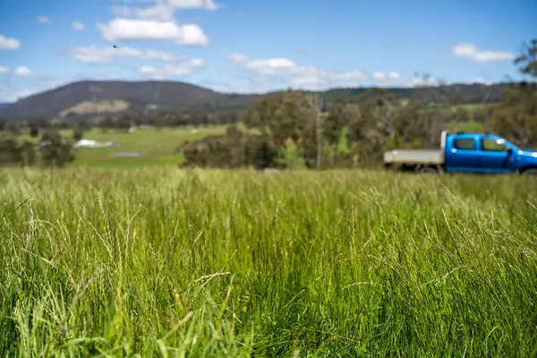 Yenileyici organik çiftçi, ot dokusu örnekleri alıyor ve bir çiftlikteki bitki gelişimine bakıyor. Bir çiftlikte sürdürülebilir tarım uygulaması