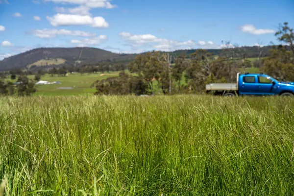 Yenileyici organik çiftçi, ot dokusu örnekleri alıyor ve bir çiftlikteki bitki gelişimine bakıyor. Bir çiftlikte sürdürülebilir tarım uygulaması