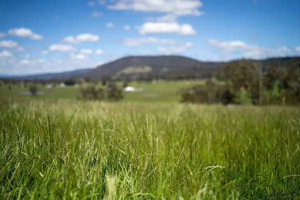 Yenileyici organik çiftçi, ot dokusu örnekleri alıyor ve bir çiftlikteki bitki gelişimine bakıyor. Bir çiftlikte sürdürülebilir tarım uygulaması