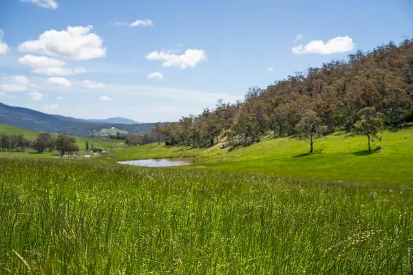Altın Avustralya Çiftliği, yemyeşil çimleri, tarlada inekleri, sakızlı manzarası var. Geniş Kırsal Araziler ve Avustralya 'da sürdürülebilir yenilenebilir tarım için ilkbaharda