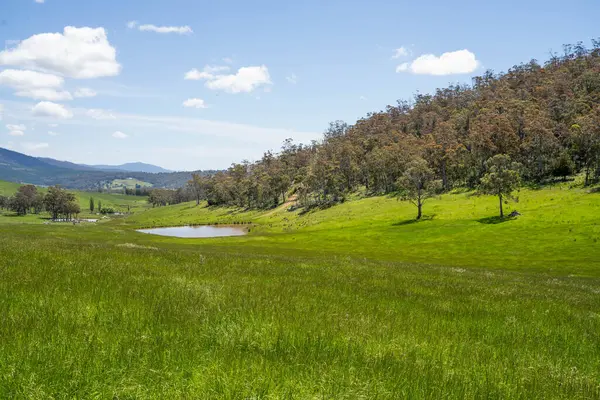 Altın Avustralya Çiftliği, yemyeşil çimleri, tarlada inekleri, sakızlı manzarası var. Geniş Kırsal Araziler ve Avustralya 'da sürdürülebilir yenilenebilir tarım için ilkbaharda