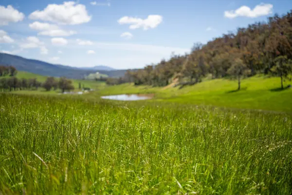 Green Pasture çiftliği sürdürülebilir tarım yapıyor Avustralya 'da yenilenebilir çiftliğin geleceği. Sağlıklı Toprak Yönetimi, Çevre Yönetimi ve Kırsal Peyzaj Gösterimi