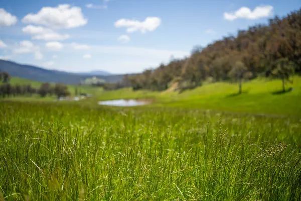 Altın Avustralya Çiftliği, yemyeşil çimleri, tarlada inekleri, sakızlı manzarası var. Geniş Kırsal Araziler ve Avustralya 'da sürdürülebilir yenilenebilir tarım için ilkbaharda