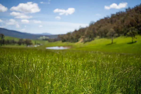 Green Pasture çiftliği sürdürülebilir tarım yapıyor Avustralya 'da yenilenebilir çiftliğin geleceği. Sağlıklı Toprak Yönetimi, Çevre Yönetimi ve Kırsal Peyzaj Gösterimi