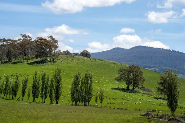 Kırsal Avustralya 'daki yemyeşil bir tepede koyun sürüsü otluyor. Sürdürülebilir Çimen Yönetimi, Merino koyunları, Yeni Zelanda 'da ve ilkbaharda Avustralya' da otlamak ve yemek.