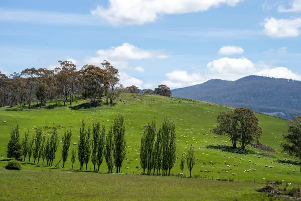 Kırsal Avustralya 'daki yemyeşil bir tepede koyun sürüsü otluyor. Sürdürülebilir Çimen Yönetimi, Merino koyunları, Yeni Zelanda 'da ve ilkbaharda Avustralya' da otlamak ve yemek.
