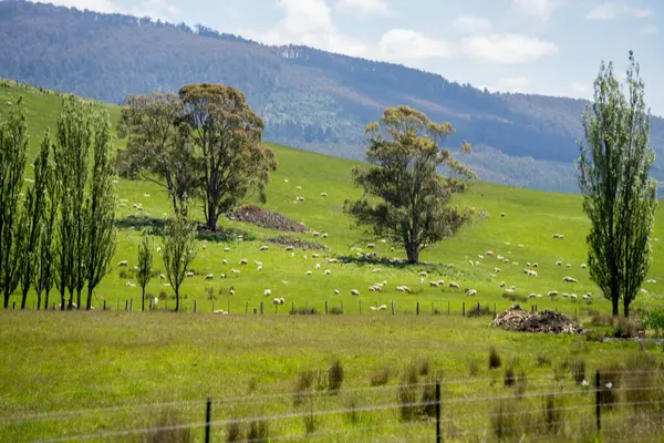 Kırsal Avustralya 'daki yemyeşil bir tepede koyun sürüsü otluyor. Sürdürülebilir Çimen Yönetimi, Merino koyunları, Yeni Zelanda 'da ve ilkbaharda Avustralya' da otlamak ve yemek.