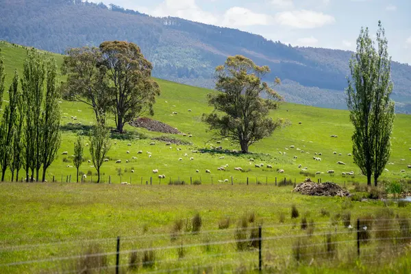 Kırsal Avustralya 'daki yemyeşil bir tepede koyun sürüsü otluyor. Sürdürülebilir Çimen Yönetimi, Merino koyunları, Yeni Zelanda 'da ve ilkbaharda Avustralya' da otlamak ve yemek.