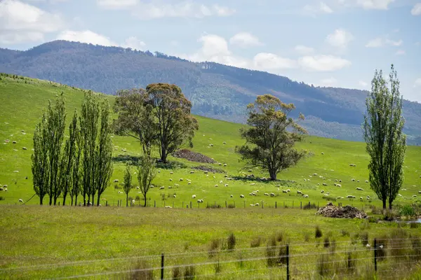 Kırsal Avustralya 'daki yemyeşil bir tepede koyun sürüsü otluyor. Sürdürülebilir Çimen Yönetimi, Merino koyunları, Yeni Zelanda 'da ve ilkbaharda Avustralya' da otlamak ve yemek.