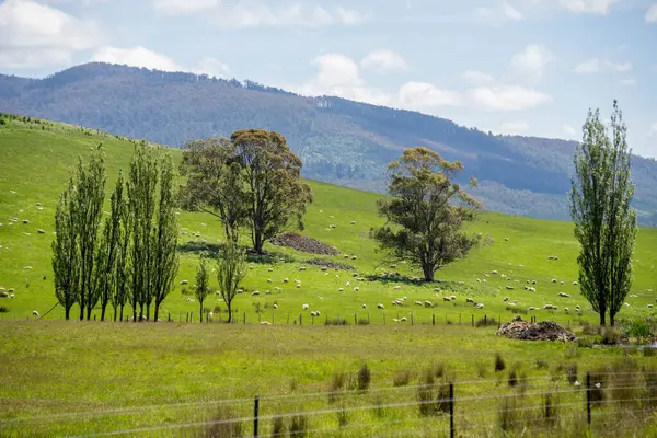 Kırsal Avustralya 'daki yemyeşil bir tepede koyun sürüsü otluyor. Sürdürülebilir Çimen Yönetimi, Merino koyunları, Yeni Zelanda 'da ve ilkbaharda Avustralya' da otlamak ve yemek.