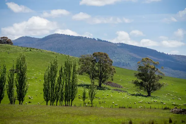 Kırsal Avustralya 'daki yemyeşil bir tepede koyun sürüsü otluyor. Sürdürülebilir Çimen Yönetimi, Merino koyunları, Yeni Zelanda 'da ve ilkbaharda Avustralya' da otlamak ve yemek.