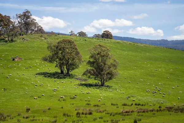 Kırsal Avustralya 'daki yemyeşil bir tepede koyun sürüsü otluyor. Sürdürülebilir Çimen Yönetimi, Merino koyunları, Yeni Zelanda 'da ve ilkbaharda Avustralya' da otlamak ve yemek.