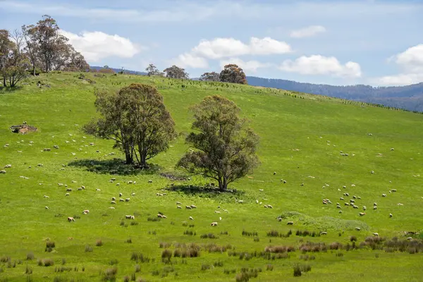 Kırsal Avustralya 'daki yemyeşil bir tepede koyun sürüsü otluyor. Sürdürülebilir Çimen Yönetimi, Merino koyunları, Yeni Zelanda 'da ve ilkbaharda Avustralya' da otlamak ve yemek.
