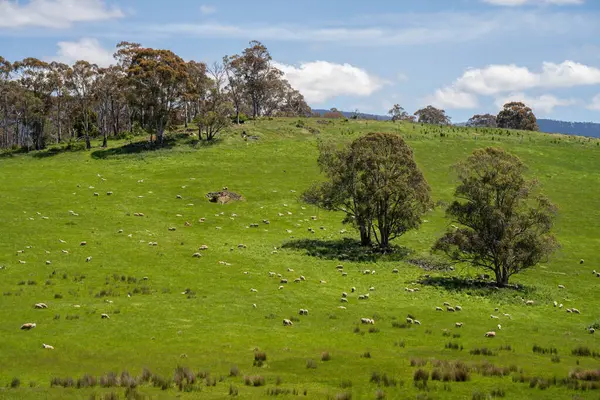 Kırsal Avustralya 'daki yemyeşil bir tepede koyun sürüsü otluyor. Sürdürülebilir Çimen Yönetimi, Merino koyunları, Yeni Zelanda 'da ve ilkbaharda Avustralya' da otlamak ve yemek.