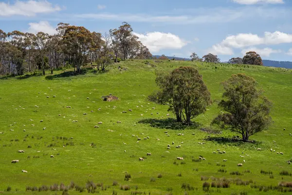 Kırsal Avustralya 'daki yemyeşil bir tepede koyun sürüsü otluyor. Sürdürülebilir Çimen Yönetimi, Merino koyunları, Yeni Zelanda 'da ve ilkbaharda Avustralya' da otlamak ve yemek.