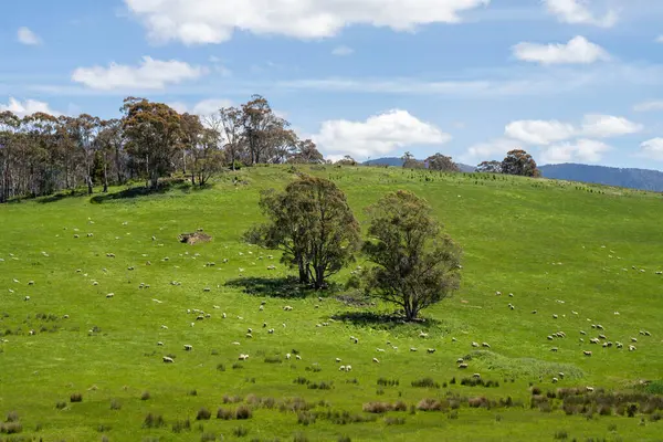 Kırsal Avustralya 'daki yemyeşil bir tepede koyun sürüsü otluyor. Sürdürülebilir Çimen Yönetimi, Merino koyunları, Yeni Zelanda 'da ve ilkbaharda Avustralya' da otlamak ve yemek.