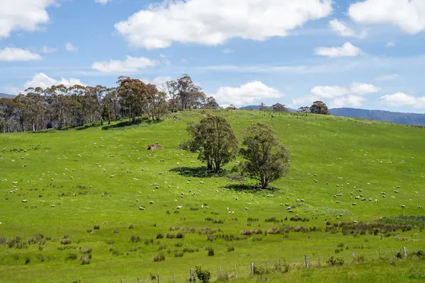 Kırsal Avustralya 'daki yemyeşil bir tepede koyun sürüsü otluyor. Sürdürülebilir Çimen Yönetimi, Merino koyunları, Yeni Zelanda 'da ve ilkbaharda Avustralya' da otlamak ve yemek.