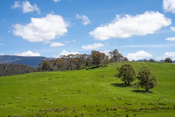 Kırsal Avustralya 'daki yemyeşil bir tepede koyun sürüsü otluyor. Sürdürülebilir Çimen Yönetimi, Merino koyunları, Yeni Zelanda 'da ve ilkbaharda Avustralya' da otlamak ve yemek.