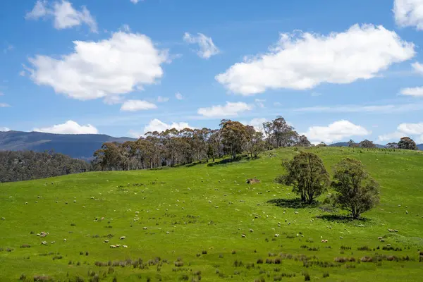 Kırsal Avustralya 'daki yemyeşil bir tepede koyun sürüsü otluyor. Sürdürülebilir Çimen Yönetimi, Merino koyunları, Yeni Zelanda 'da ve ilkbaharda Avustralya' da otlamak ve yemek.