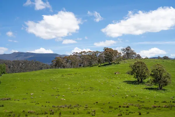 Kırsal Avustralya 'daki yemyeşil bir tepede koyun sürüsü otluyor. Sürdürülebilir Çimen Yönetimi, Merino koyunları, Yeni Zelanda 'da ve ilkbaharda Avustralya' da otlamak ve yemek.