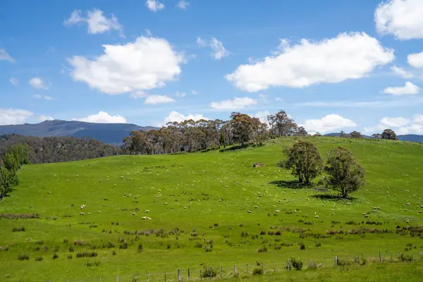 Kırsal Avustralya 'daki yemyeşil bir tepede koyun sürüsü otluyor. Sürdürülebilir Çimen Yönetimi, Merino koyunları, Yeni Zelanda 'da ve ilkbaharda Avustralya' da otlamak ve yemek.