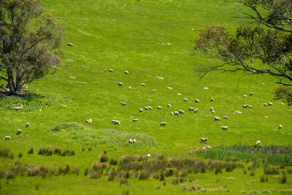 Kırsal Avustralya 'daki yemyeşil bir tepede koyun sürüsü otluyor. Sürdürülebilir Çimen Yönetimi, Merino koyunları, Yeni Zelanda 'da ve ilkbaharda Avustralya' da otlamak ve yemek.